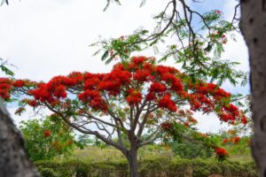 flamboyants ile maurice