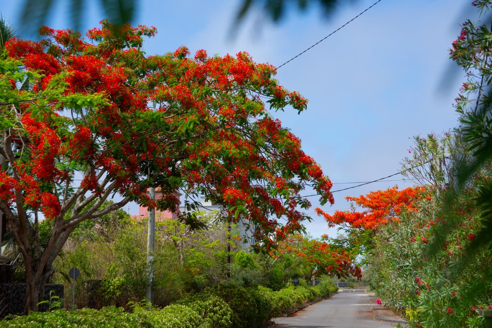 flamboyants Maurice